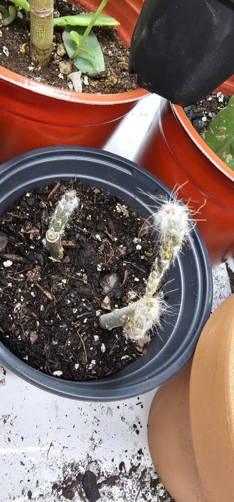 New to grafting cactus, what part should I cut and graft to on these pereskiops. New to grafting cactus, what part should I cut and graft to on these pereskiops.