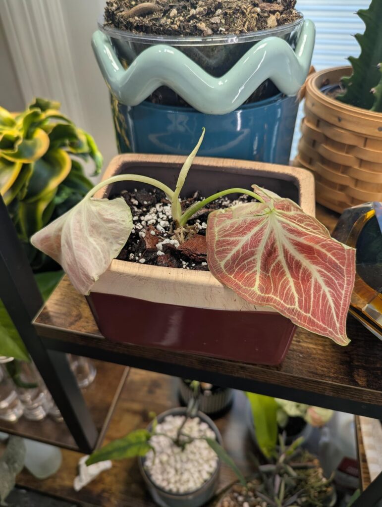 Help! First Syngonium is a Limp Noodle Help! First Syngonium is a Limp Noodle