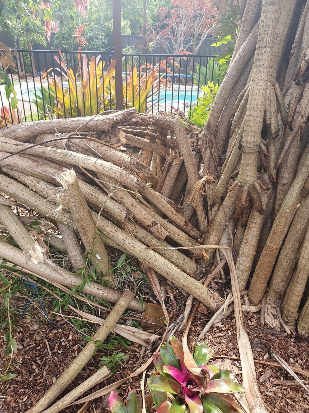 Has anyone had Pandanus tree blown over?