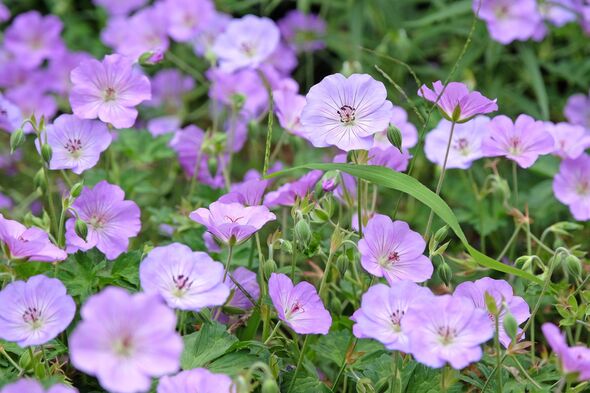 Lilac purple hardy geranium cranesbill 'Azure Rush' in flower. Lilac purple hardy geranium cranesbill 'Azure Rush' in flower.