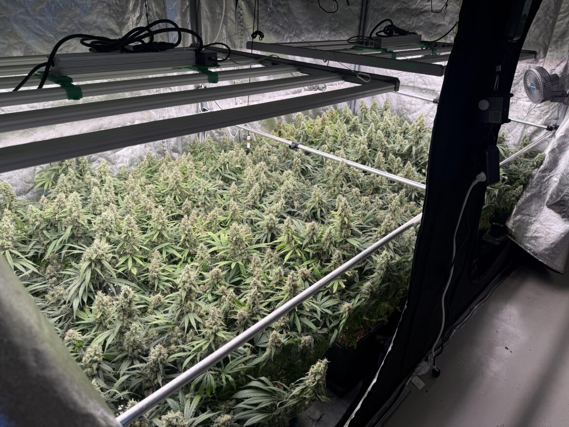Week 8 Acapulco gold
