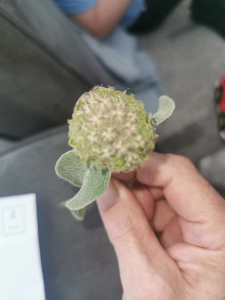 So my grandson found this plant in his school playground and asked me to ask the awesome people of redit what it is