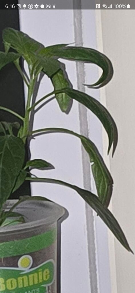 How to fix overwatering?