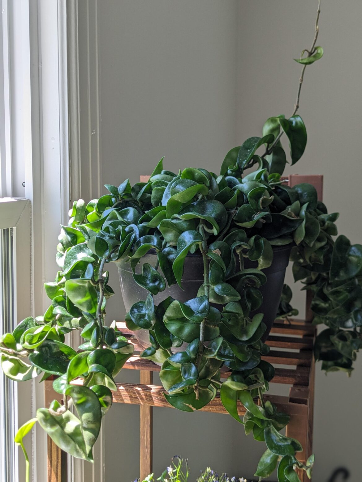 My new hoya 🖤