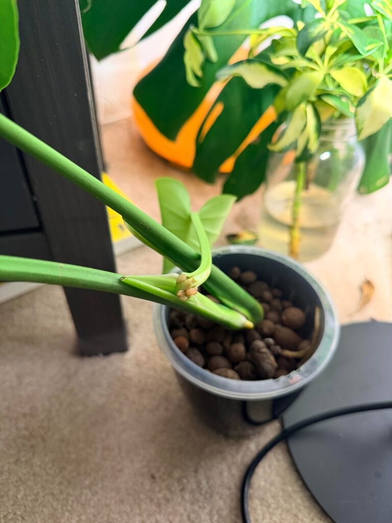 We have a casualty… (plant gore)