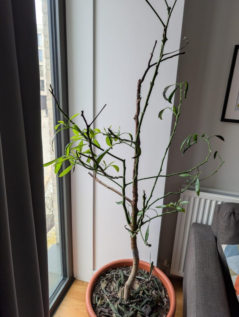 Avocado tree defoliating