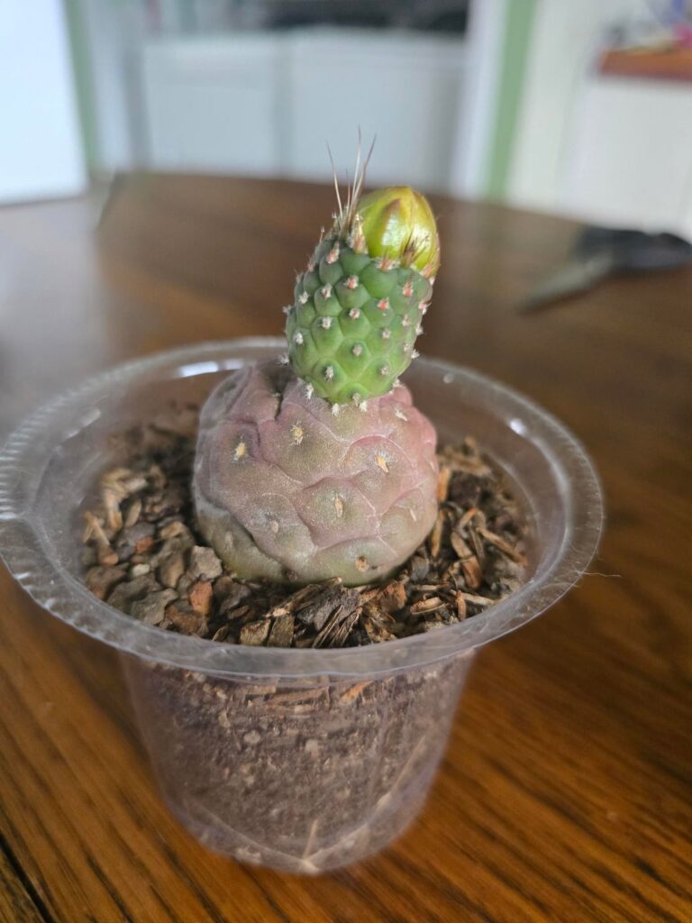 What is this new growth doing?