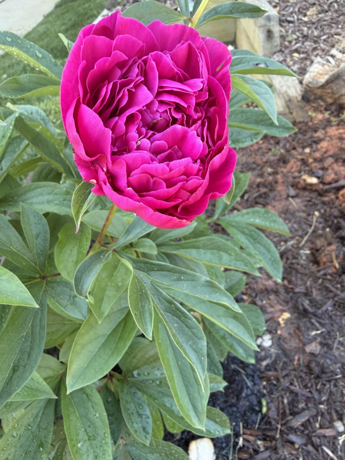 Paeonia