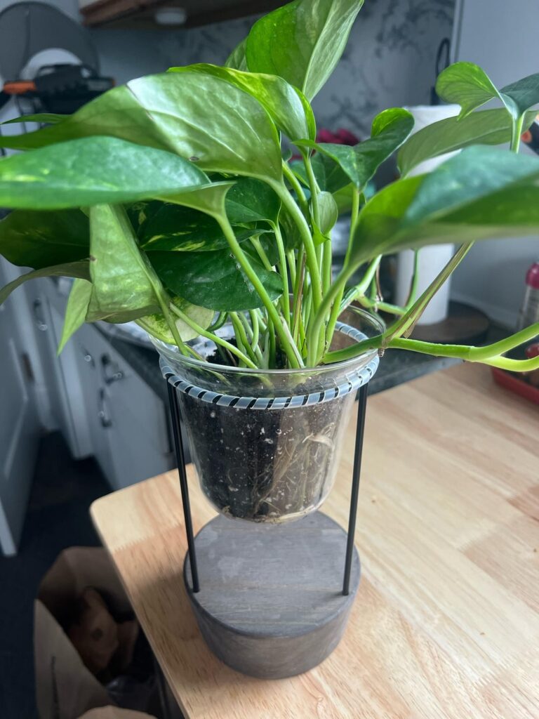 Just bought this guy without realizing the root situation