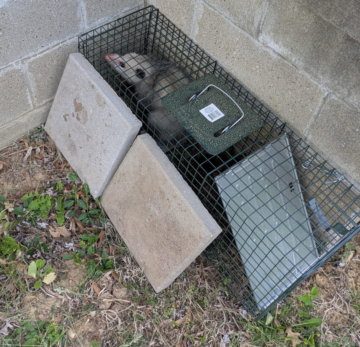 So how do I actually get the groundhogs to go in here???
