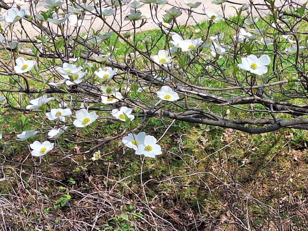 Dogwood