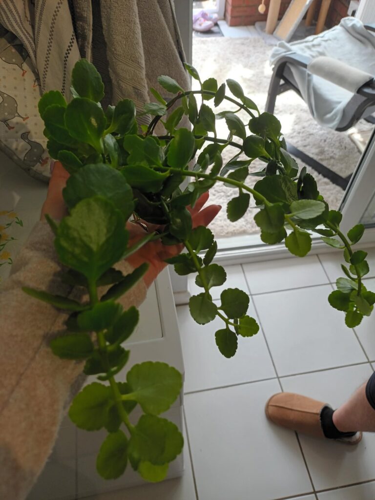 Help with indoor Kalanchoe
