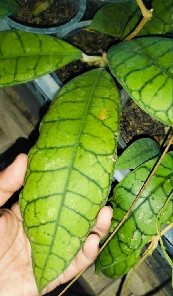 Hoya Callistophylla Hoya Callistophylla