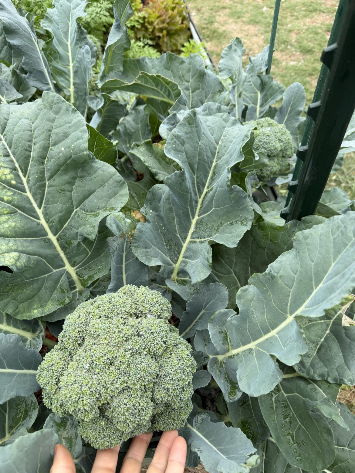 Broccoli looking good!