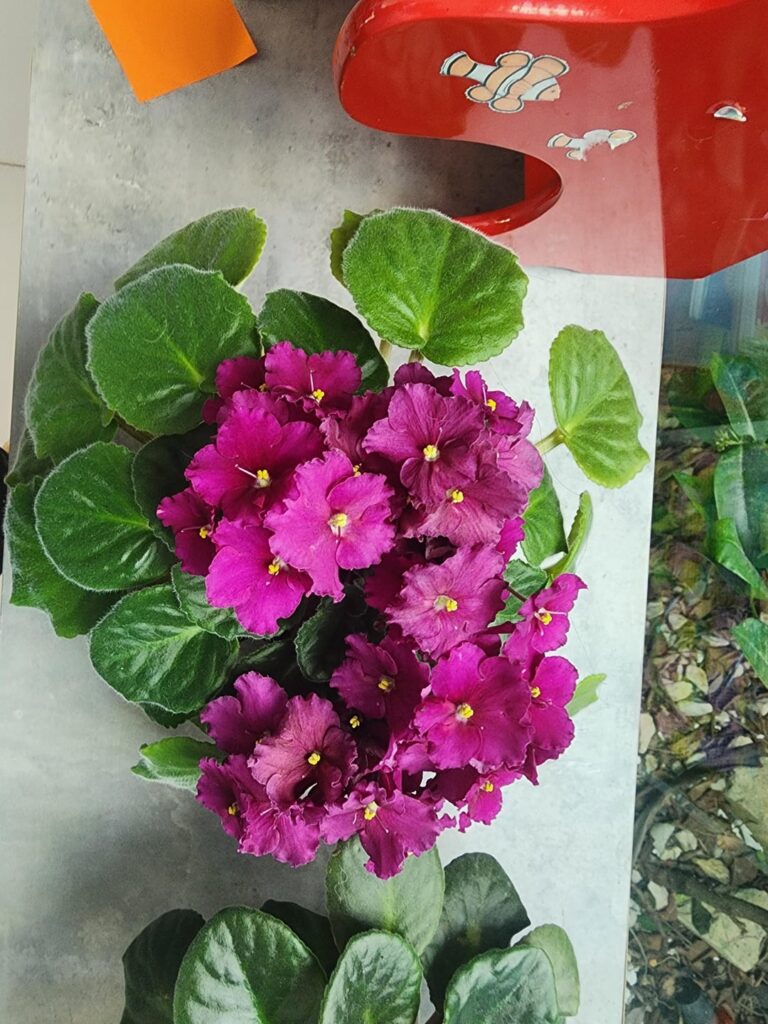 My mom's plants are showing off