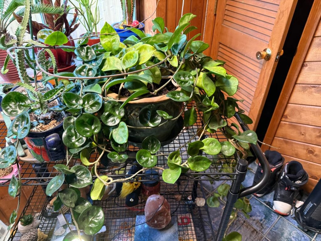 What is going on here? Did my Hoya morph? (See below for info) What is going on here? Did my Hoya morph? (See below for info)