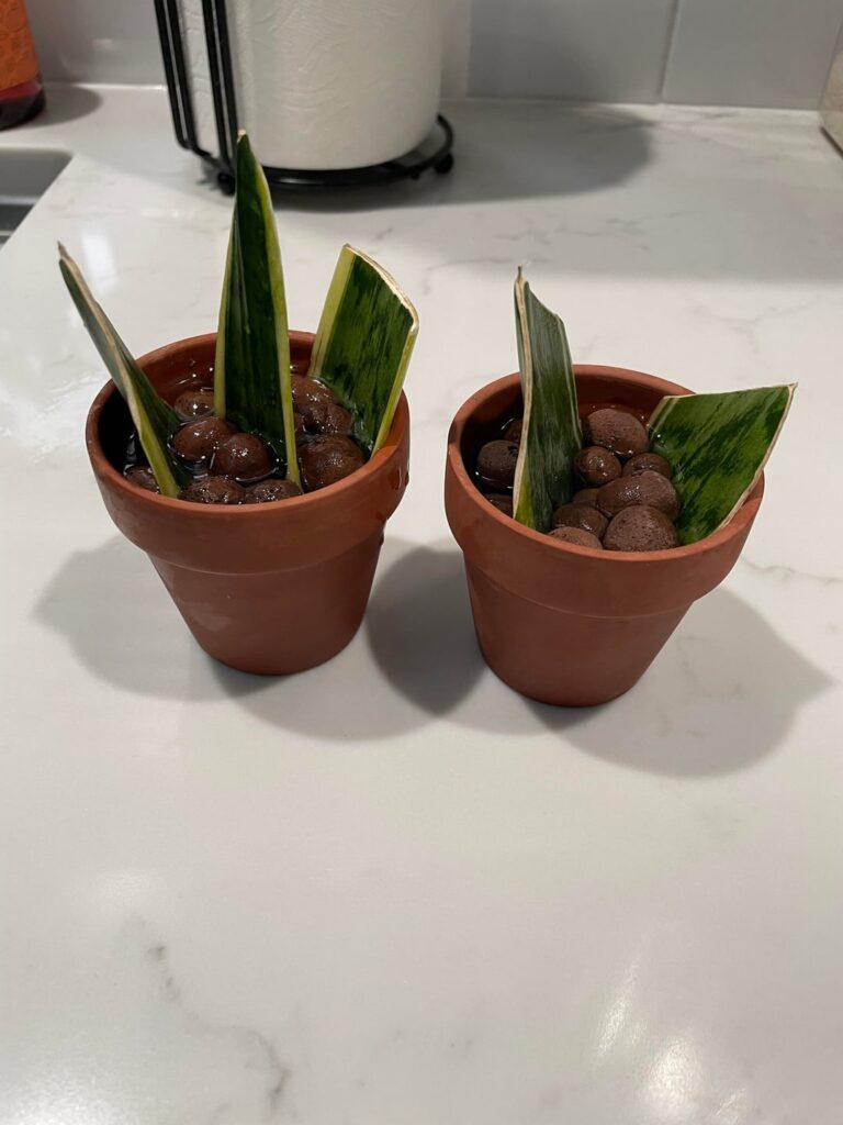 Best snake plant prop so far Best snake plant prop so far