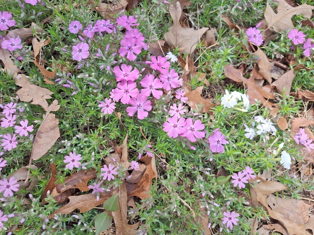 Moss Phlox