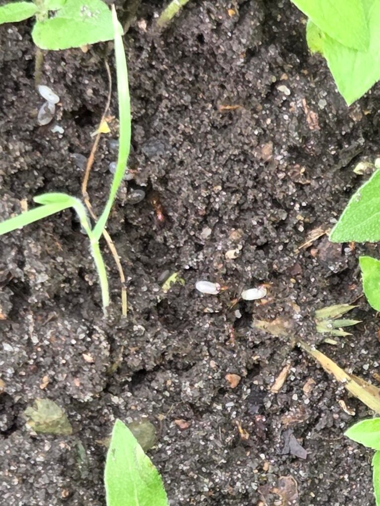 Can anyone tell me what kind of ants these are?