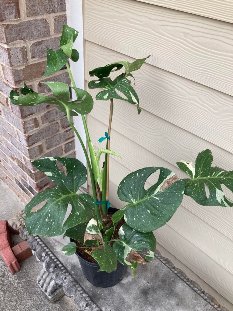 Update to the $15 Thai Con from Costco