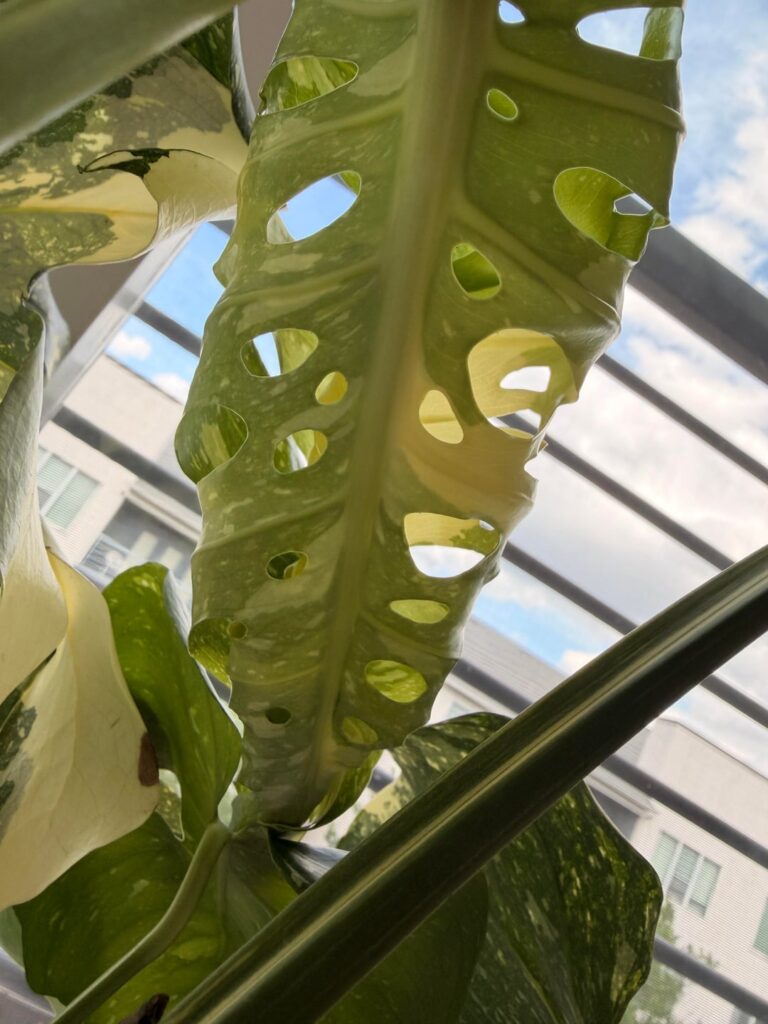Mutant Leaf in route!!