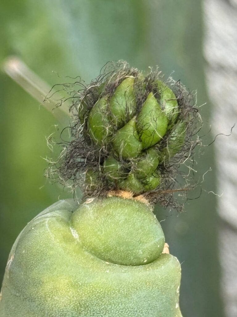 Brucey Boy pushing out a flower!