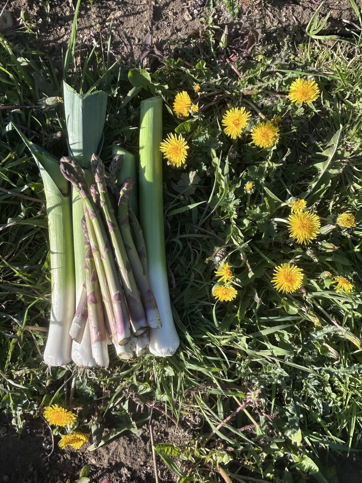Leeks and asparagus for tea, dandelions for the bee