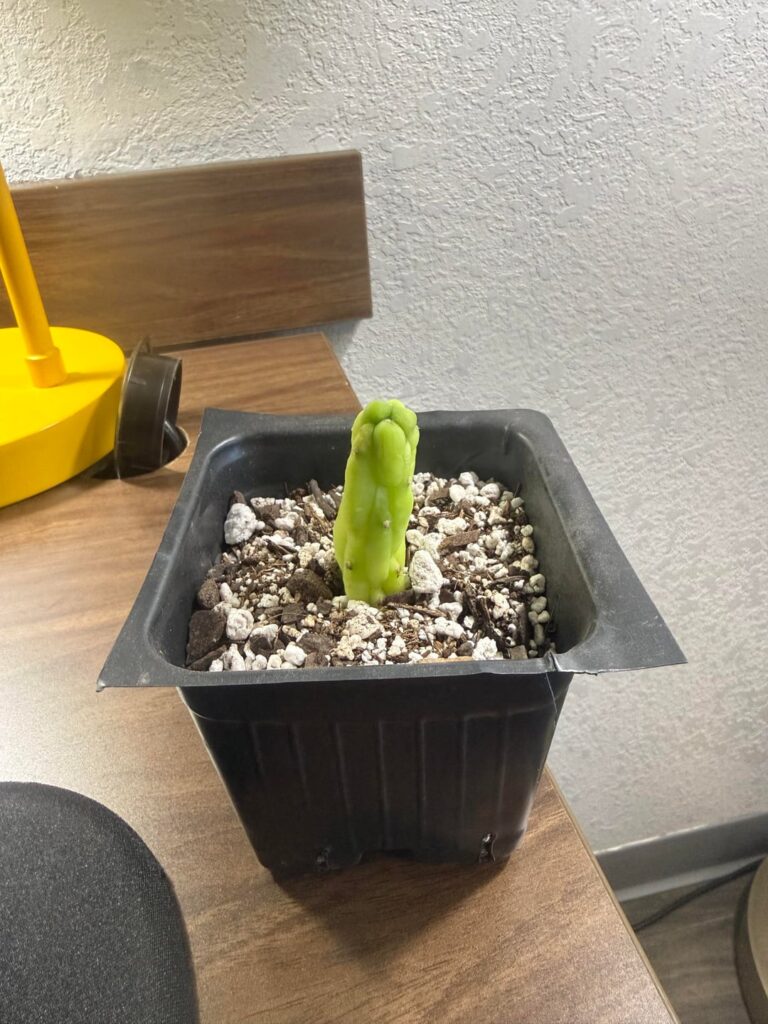 First cutting