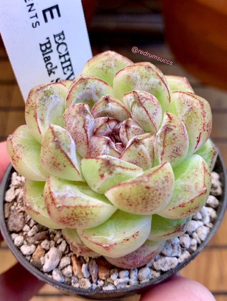 some (black) sugar for y’all to celebrate my new job at a greenhouse