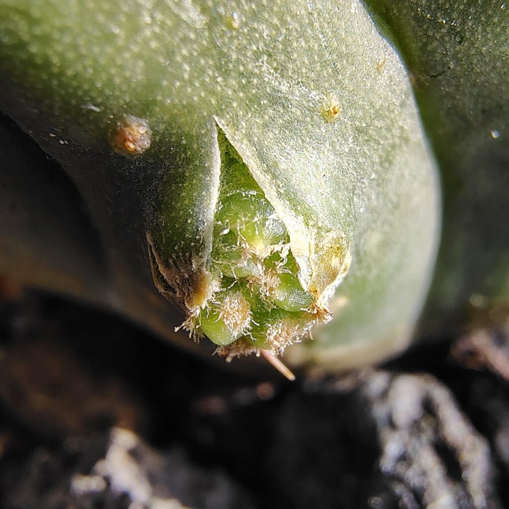 My first baby! My first baby!