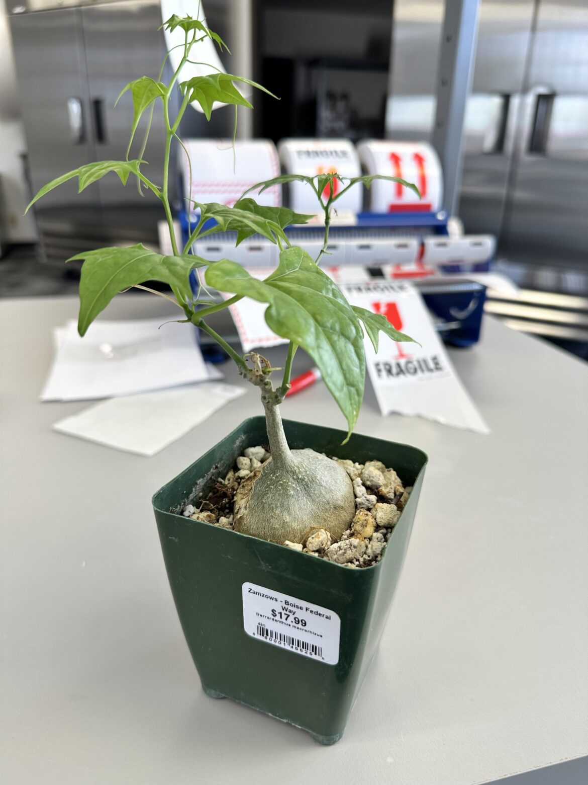First gerrardanthus, looking for general care tips and advice!