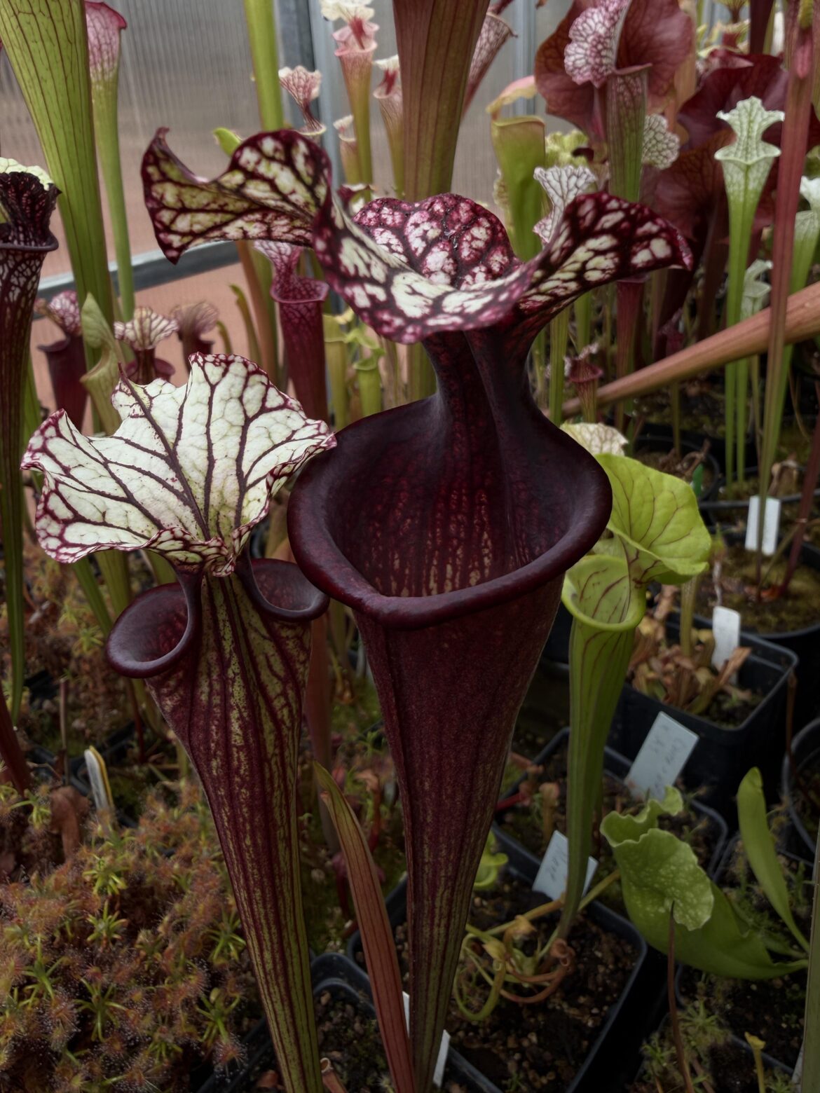Sarracenia Bloody Punch