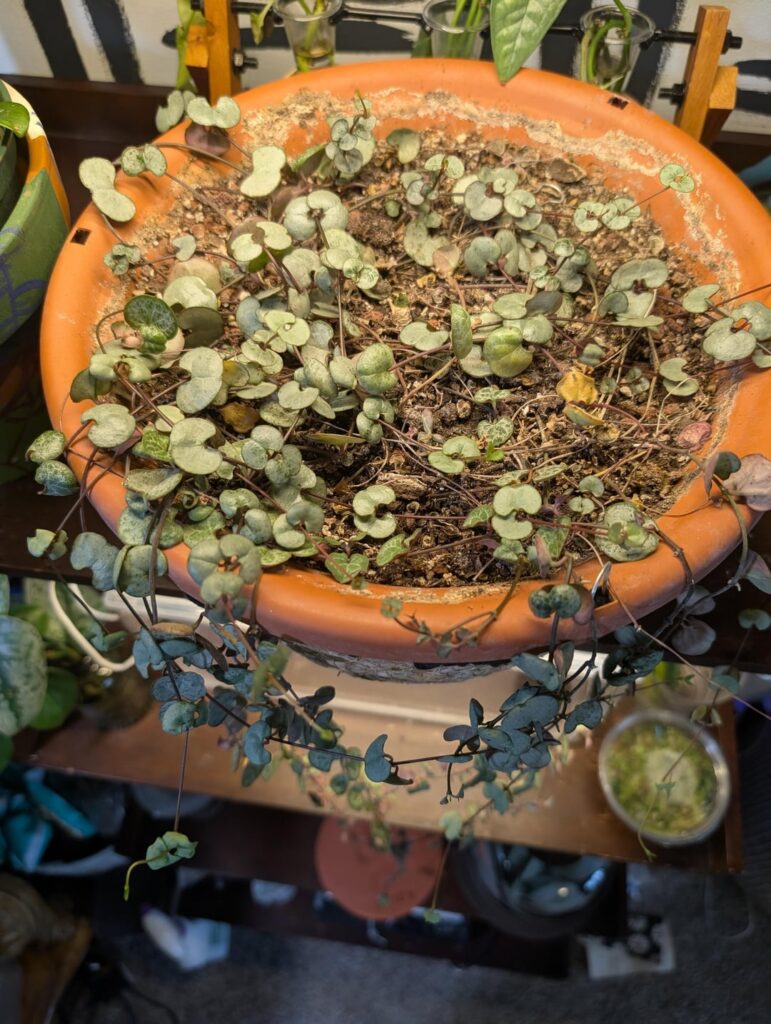 Repotting help! Repotting help!