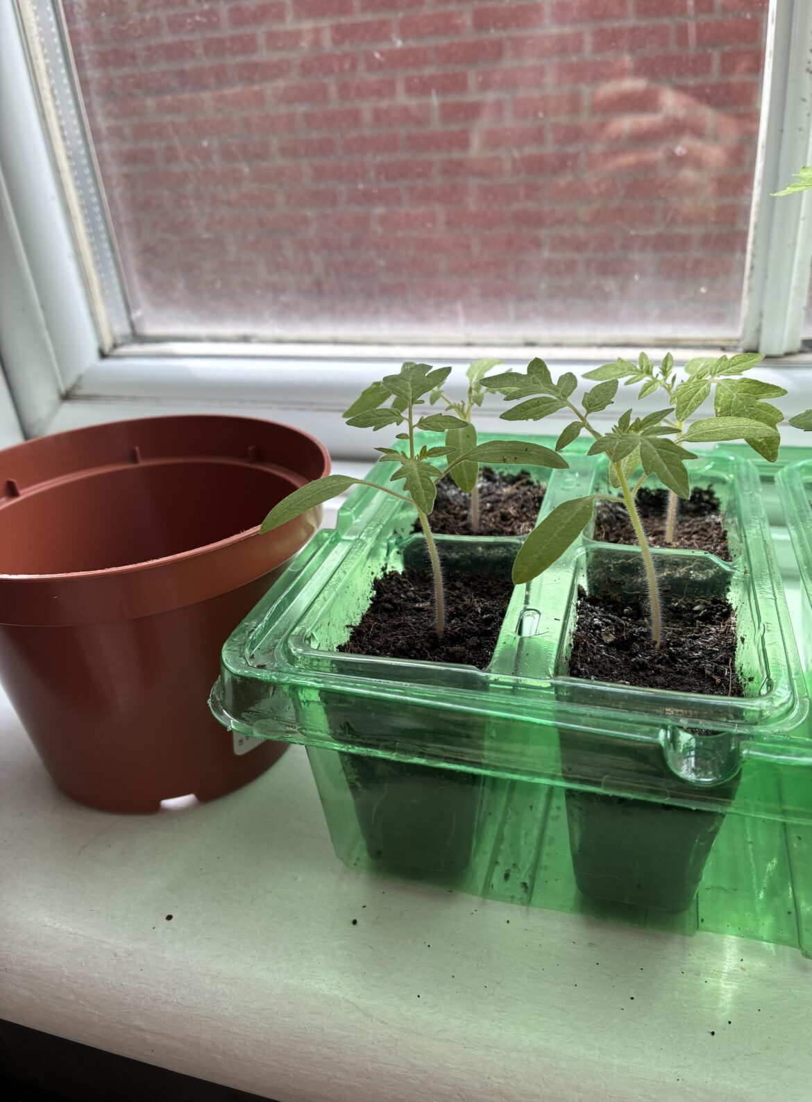 Are these ready to be repotted?