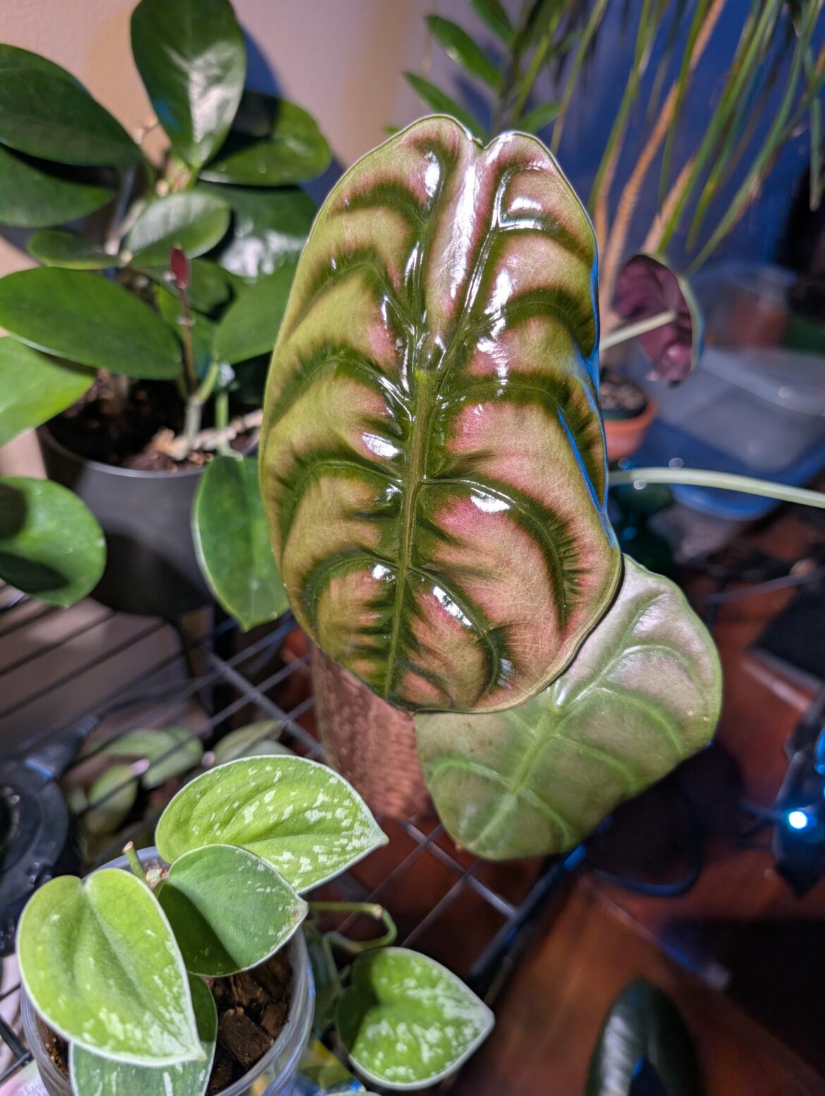 Shiny, happy Cuprea
