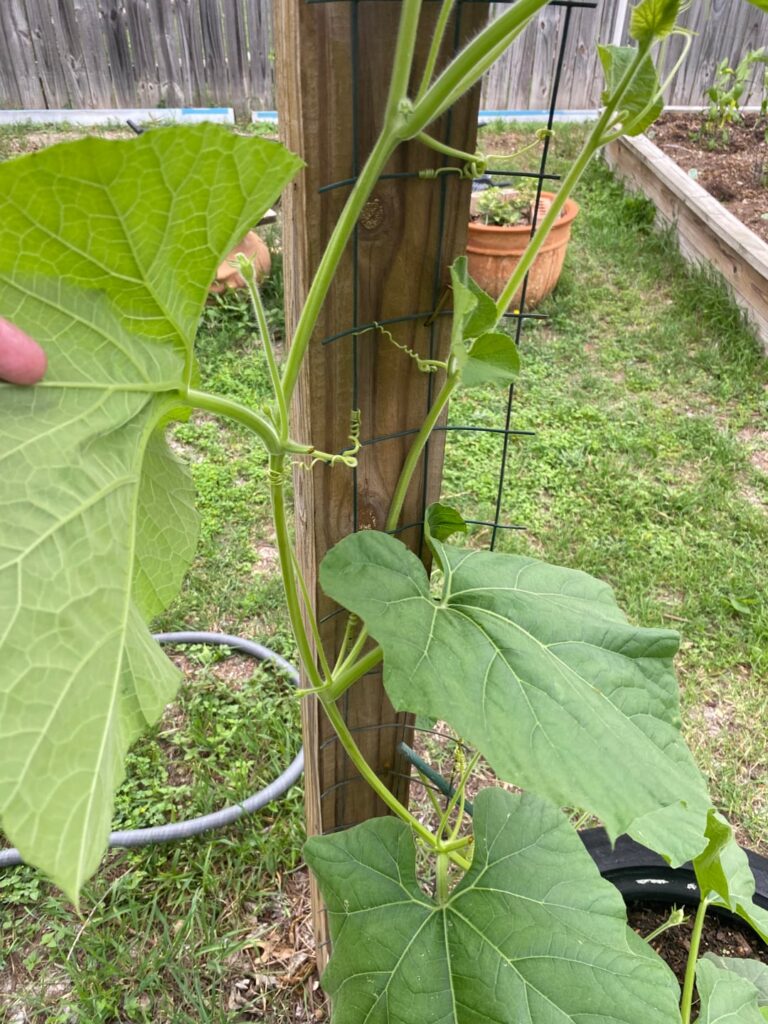 Question for the gourd experts out there: Question for the gourd experts out there:
