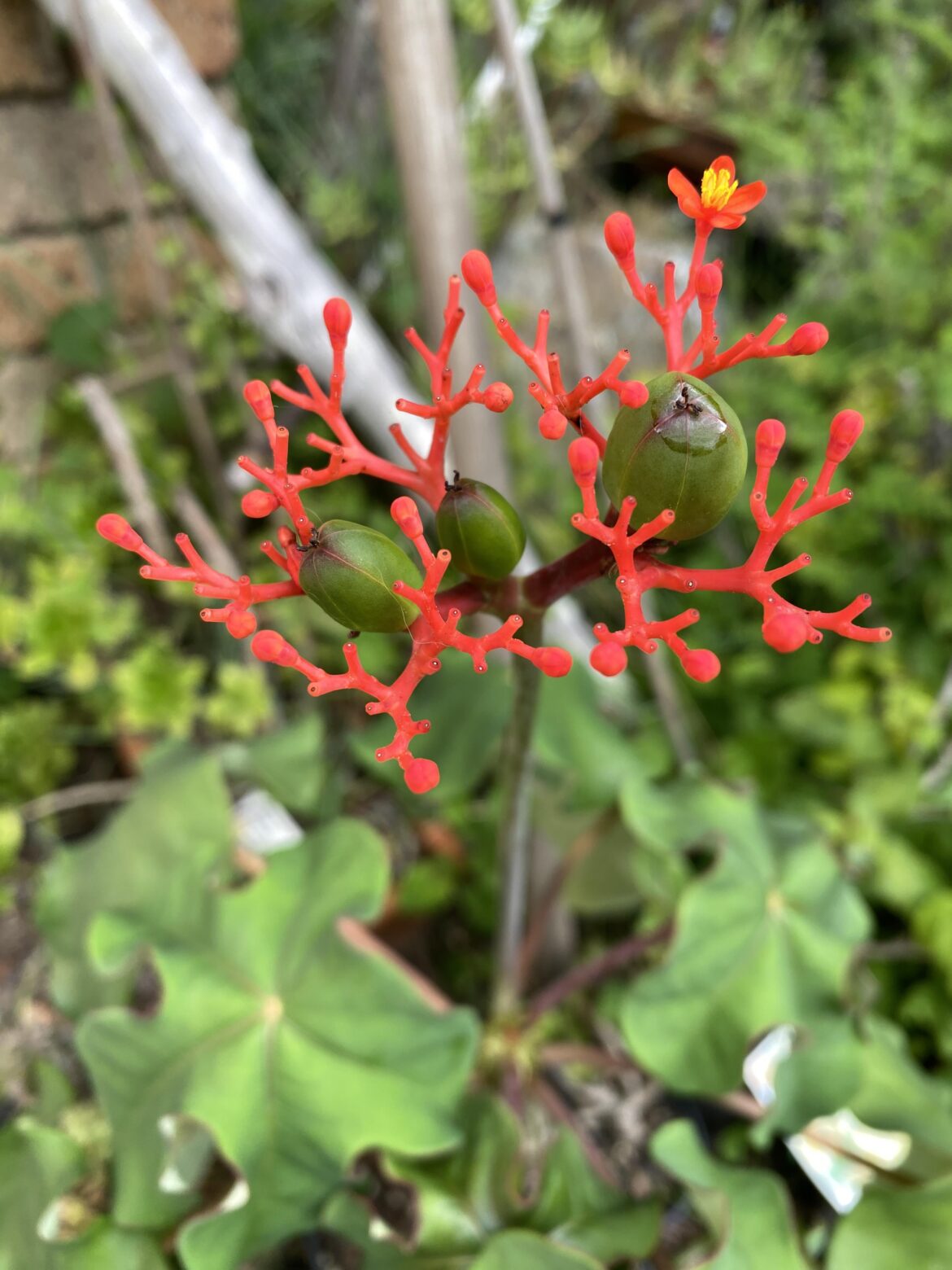 Nice little autumn surprise!