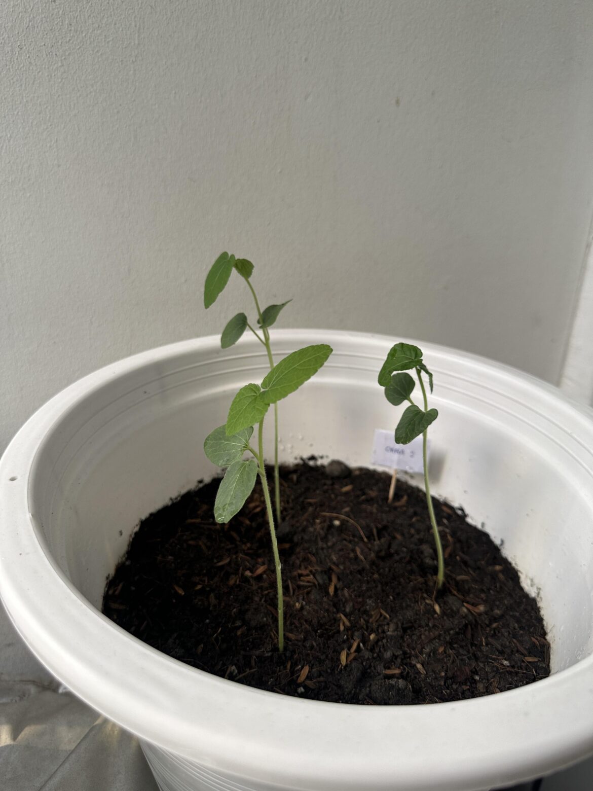 My home-grown Okra (First timer)