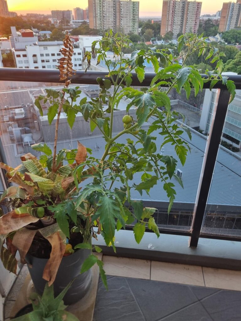 Can I eat these tomatoes? Can I eat these tomatoes?