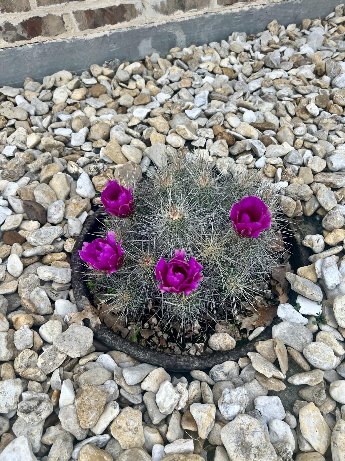 She bloomed!