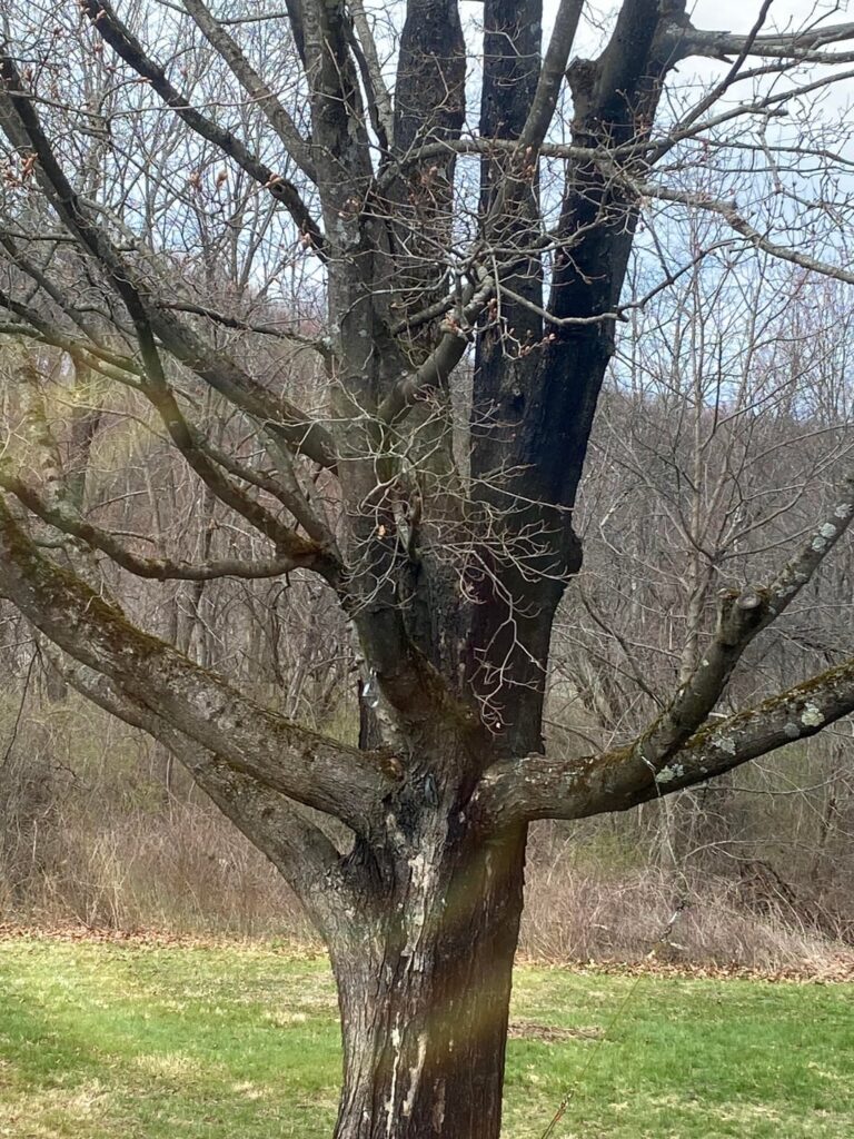 Is this tree sick and dying?