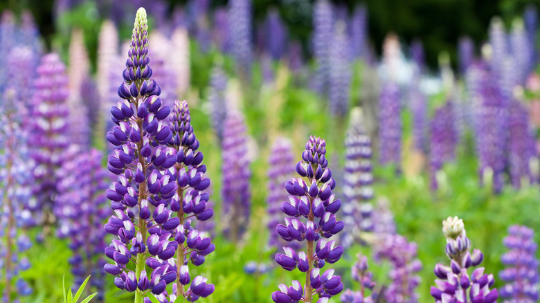 Purple lupines growing in the wild