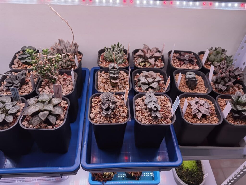 Started collecting 3-4 months ago. So far so good.