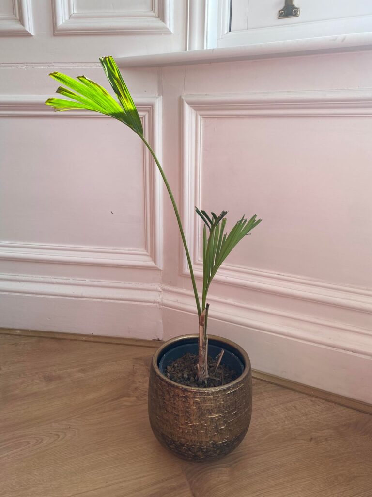 Kentia palm - any hope?