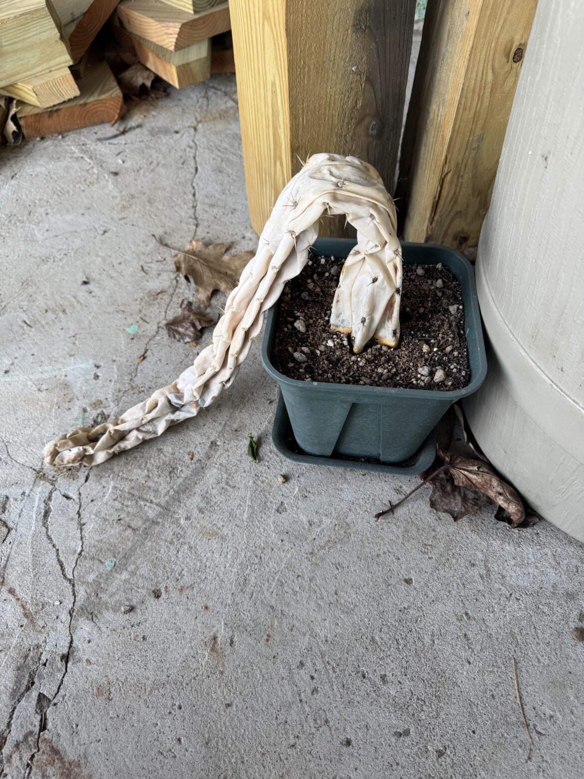 Think if I give it some kelp fertilizer and piss on it it will rebound?