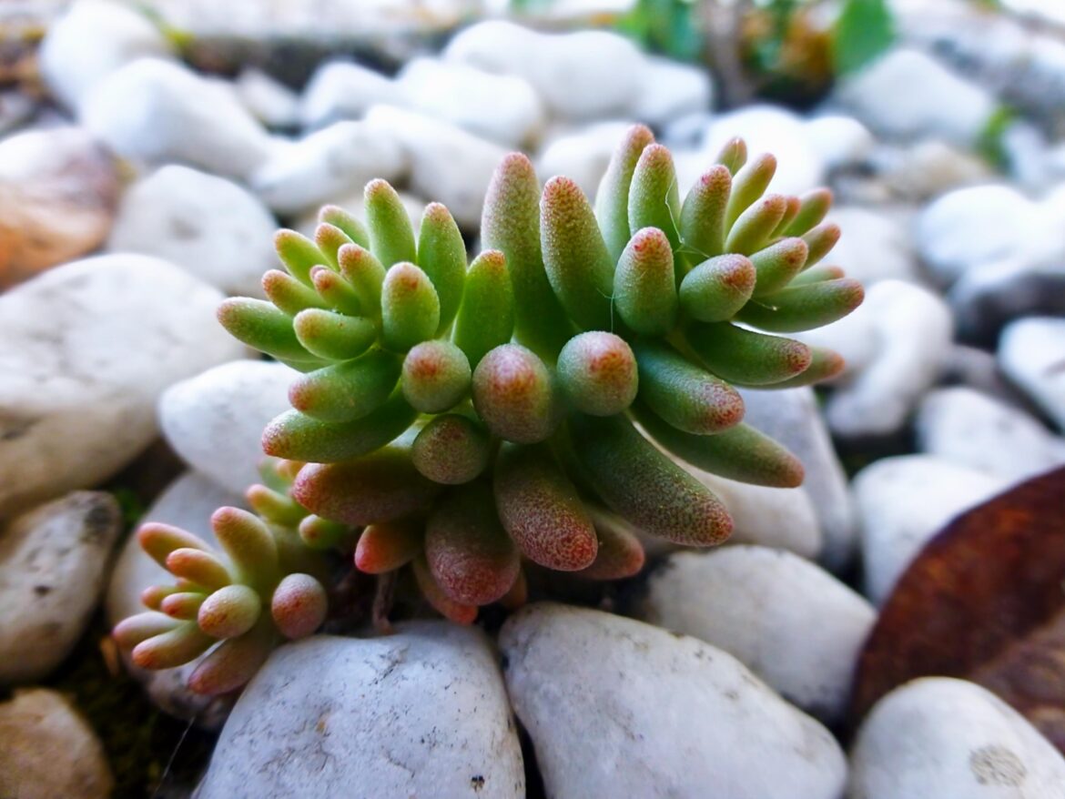 SEDUM ROJO (Sedum rubrotinctum)[OC]