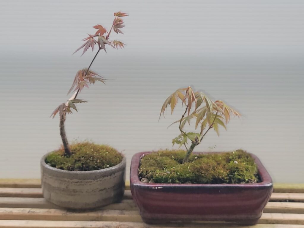 Why have my trees budded early? Why have my trees budded early?