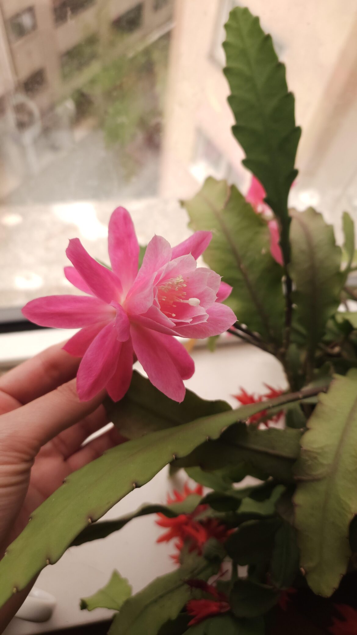 My Christmas cactus' first flowers! 🌸