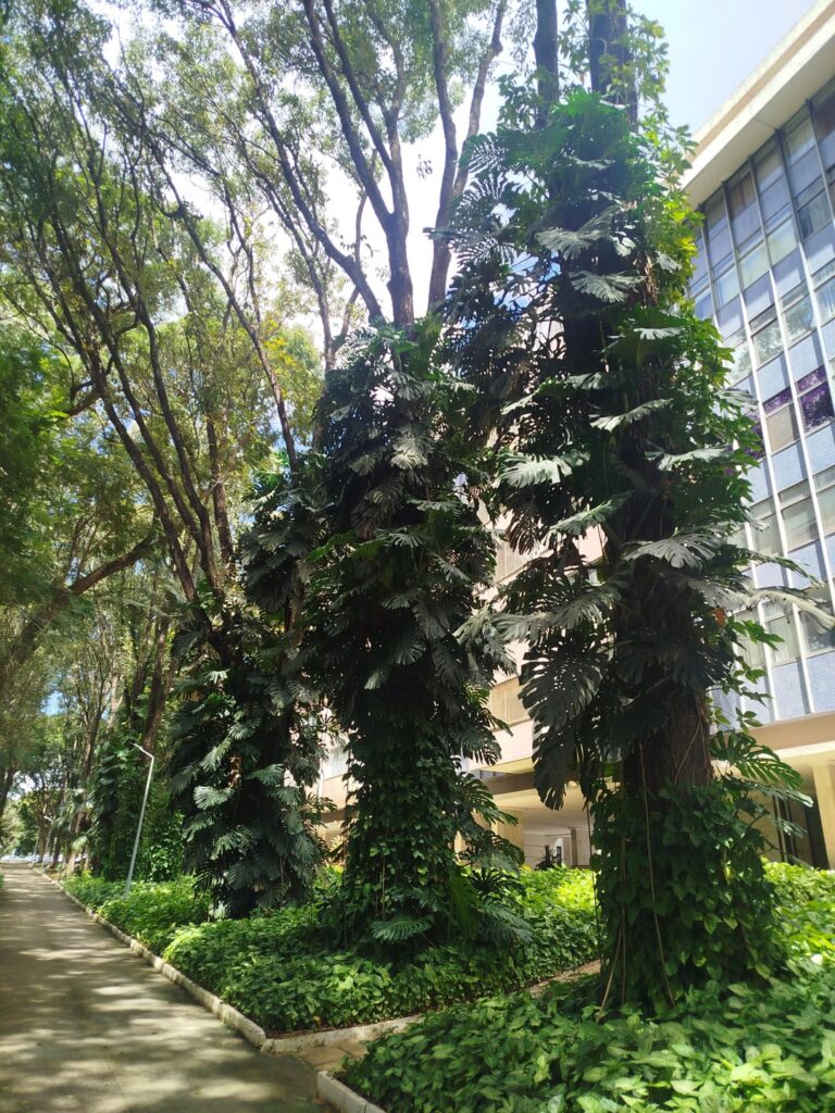 Urban jungle