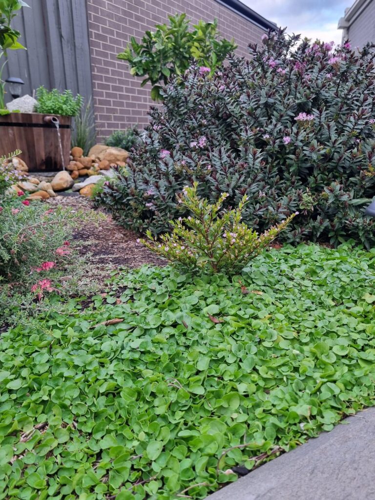 4 months into my Dichondra mulch replacement project